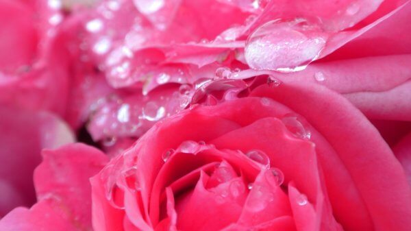 Schools re-open, welcome college students with candies, roses and rain dance 3