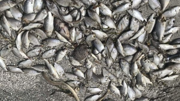 Beyond rivers, Midwestern floodwaters hurt Gulf seafood catches 1