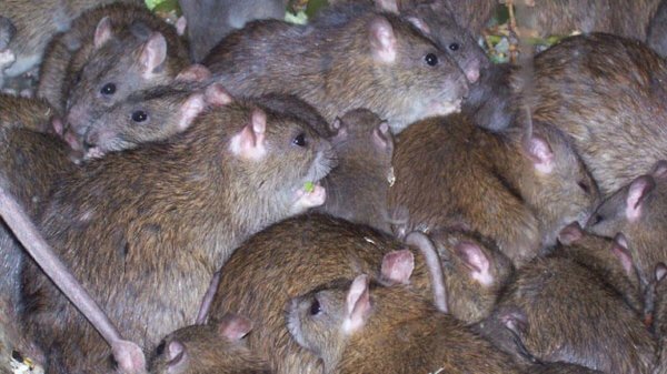 Rat infestation not restrained to Titirangi as populations double throughout 1