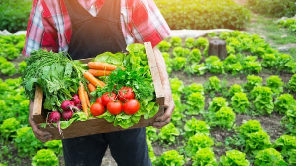 Organic Food Important 1