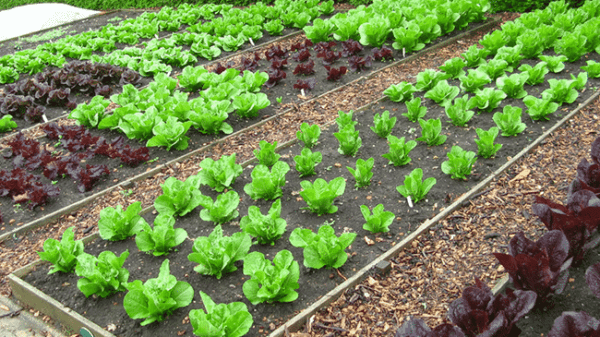 Sq Ft Organic Garden For All 3