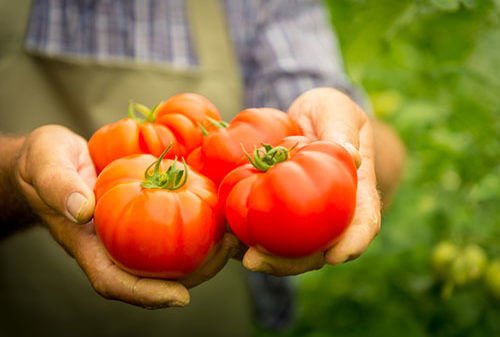 Delhi Farmers Go Organic, 3
