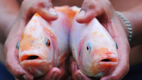 The turning point: Russian seafood companies finding new approaches to woo people 4
