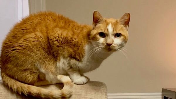 Gadget's blue light increases intake of goodies in rats at night time 5